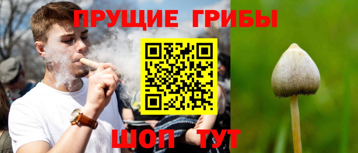 Курчатов  Псилоцибиновые грибы Cubensis  купить наркотики цена  Вход с VPN  Псилоцибиновые грибы мицелий 